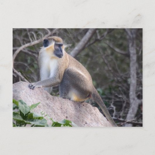 Green Vervet Monkey Nevis, West Indies Briefkaart (Voorkant)