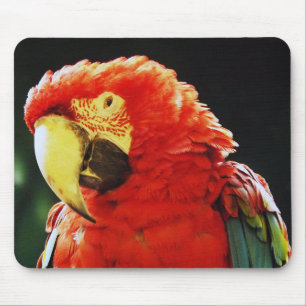 Green Winged Macaw Parrot Bird Close Muismat