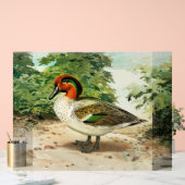 Green-winged teal (Mariage)
