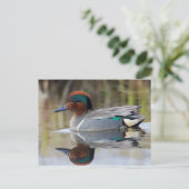 Green-winged Wintertaling Briefkaart (Staand voorkant)