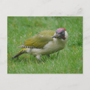 Green Woodpecker Briefkaart