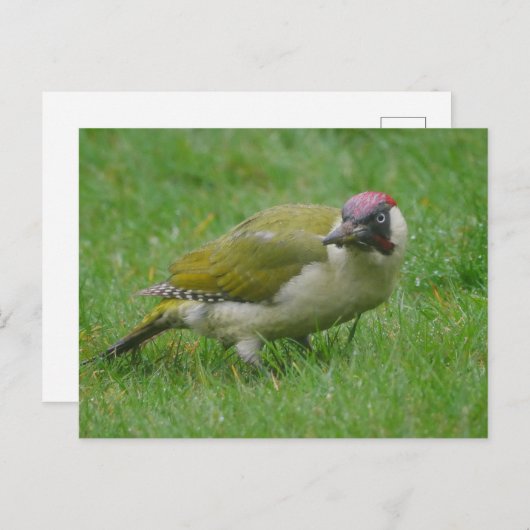 Green Woodpecker Briefkaart (Voorkant / Achterkant)