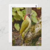 Green Woodpecker Briefkaart (Voorkant / Achterkant)