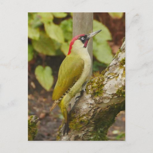 Green Woodpecker Briefkaart (Voorkant)