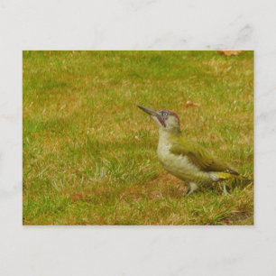 Green Woodpecker Briefkaart