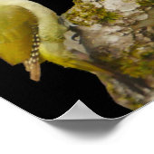 Green Woodpecker Poster (Hoek)