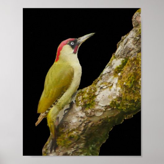 Green Woodpecker Poster (Voorkant)