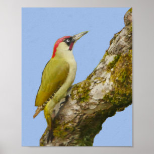 Green Woodpecker Poster