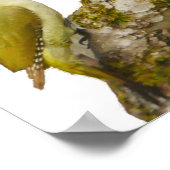 Green Woodpecker Poster (Hoek)