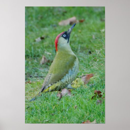 Green Woodpecker Poster (Voorkant)