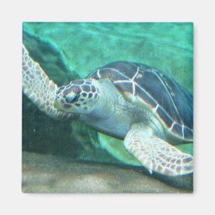 Green Zee Turtle Magnet Magneet