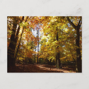 Greenbelt Park in de Herfst II Maryland Natuur Sce Briefkaart