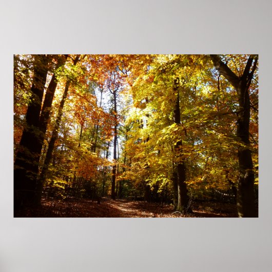 Greenbelt Park in de Herfst II Maryland Natuur Sce Poster (Voorkant)