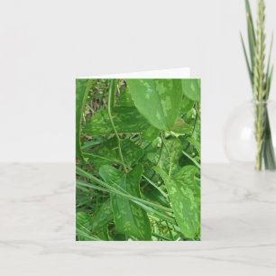 Greenbriar (Smilax)-wijnkaart Kaart