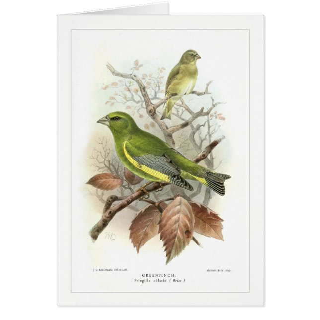 Greenfinch (Voorkant)