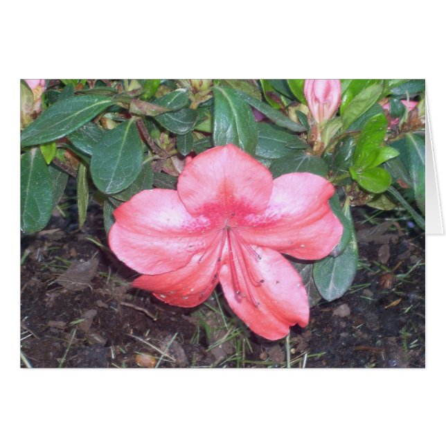 Greenhouse Flowers Nine (Voorkant Horizontaal)