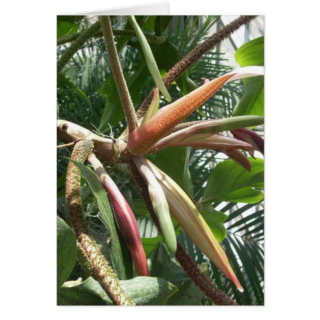 Greenhouse Flowers Nine (Voorkant)