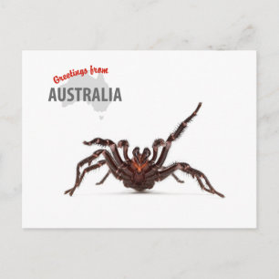 Greetings From Australia - Funnel-Web Spider Briefkaart