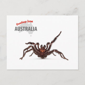 Greetings From Australia - Funnel-Web Spider Briefkaart