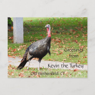Greetings Kevin The Turkey - Old Wethersfield , CT Briefkaart
