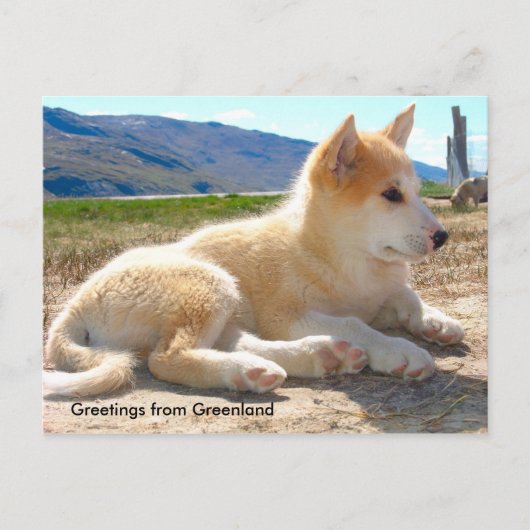 Greetings van Greenland 12 Briefkaart (Voorkant)