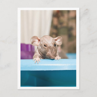 Gremlin Briefkaart