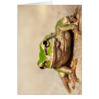 GRENOUILLE