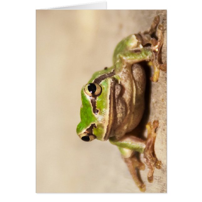 GRENOUILLE (Devant)