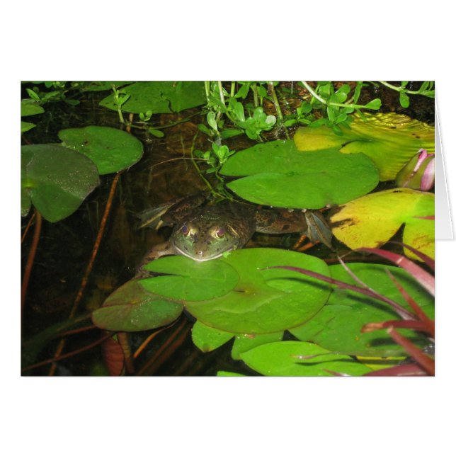grenouille 015 (Devant horizontal)