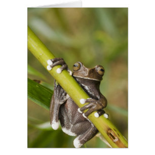 Grenouille arboricole captive de Tapichalaca Hylos