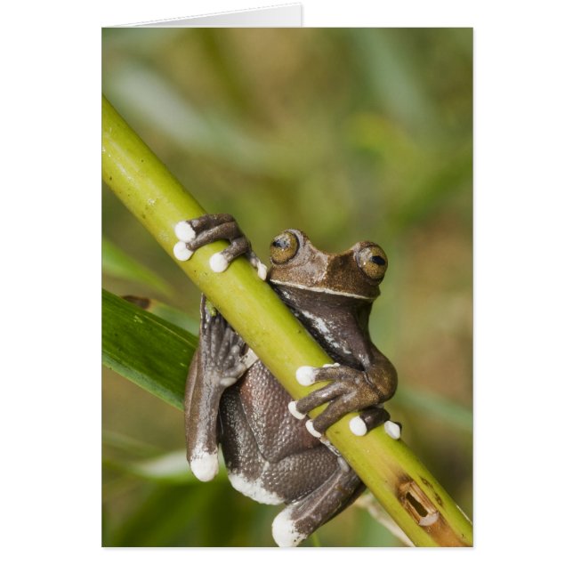 Grenouille arboricole captive de Tapichalaca Hylos (Devant)