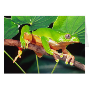 Grenouille arboricole singe bicolore, Phyllomedusa