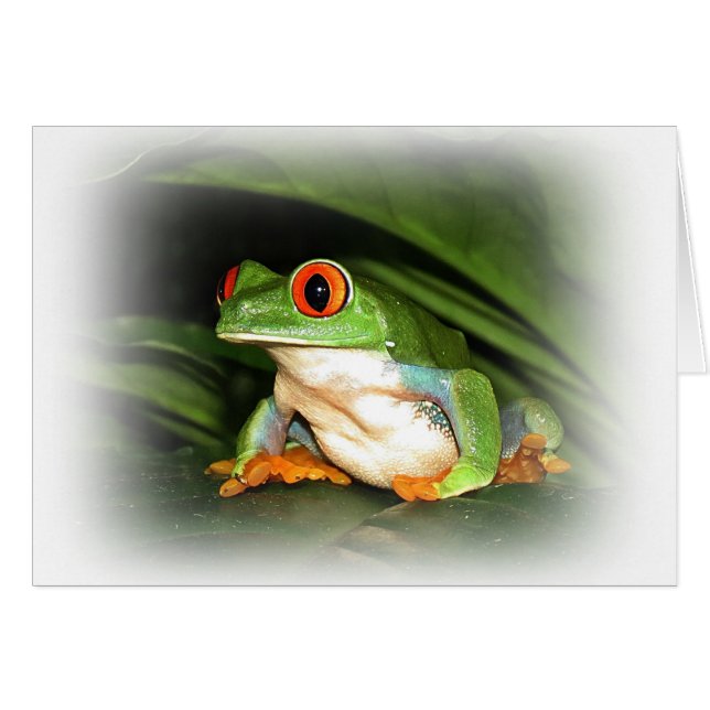 Grenouille aux yeux rouges (Devant horizontal)