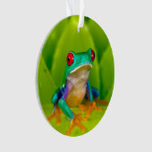 Grenouille aux yeux rouges, Costa Rica (devant)