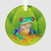 Grenouille aux yeux rouges, Costa Rica (dos)