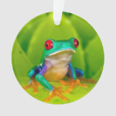 Grenouille aux yeux rouges, Costa Rica (devant)