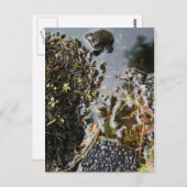 Grenouille avec grenouille Carte de poste de frai (Devant / Derrière)