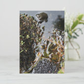 Grenouille avec la grenouille Invitation à la crev (Debout devant)