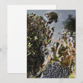 Grenouille avec la grenouille Invitation à la crev (Devant / Derrière)