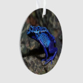 Grenouille bleue poison, grenouille bleue vive (devant)