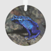Grenouille bleue poison, grenouille bleue vive (dos)