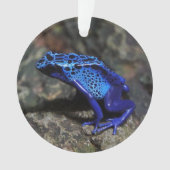 Grenouille bleue poison, grenouille bleue vive (devant)