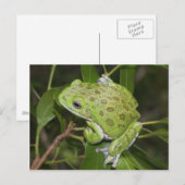 Grenouille d'arbre à aboiements - Carte postale (Devant / Derrière)