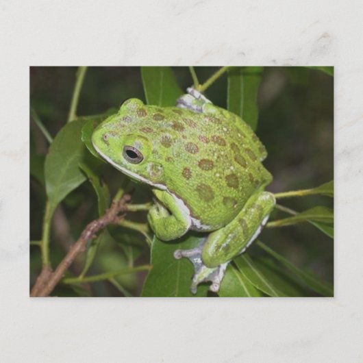 Grenouille d'arbre à aboiements - Carte postale (Devant)