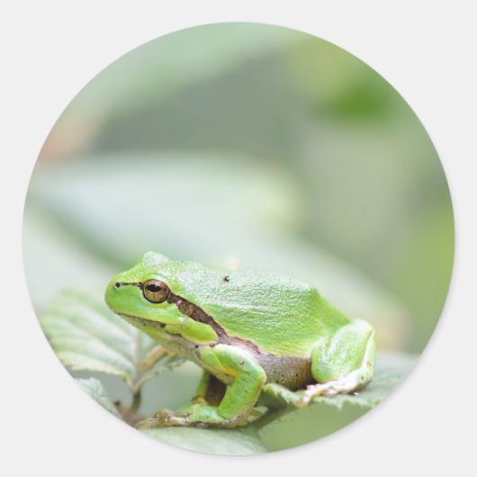 Grenouille d'arbre en vert rond autocollant (Devant)