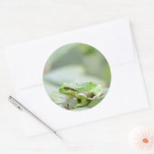 Grenouille d'arbre en vert rond autocollant (Enveloppe)