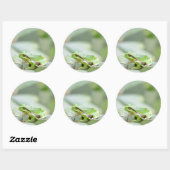 Grenouille d'arbre en vert rond autocollant (Feuille)