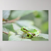 Grenouille d'arbre européenne en affiche verte