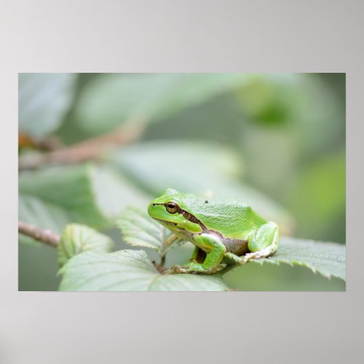 Grenouille d'arbre européenne en affiche verte (Devant)