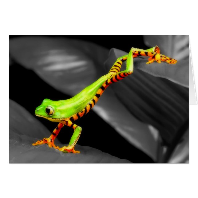Grenouille d'arbre sautante (Devant horizontal)